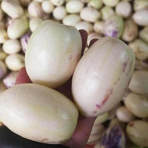 White Ginseng Melon Seeds – Heirloom, Non-GMO, High Germination Organic Garden Seeds