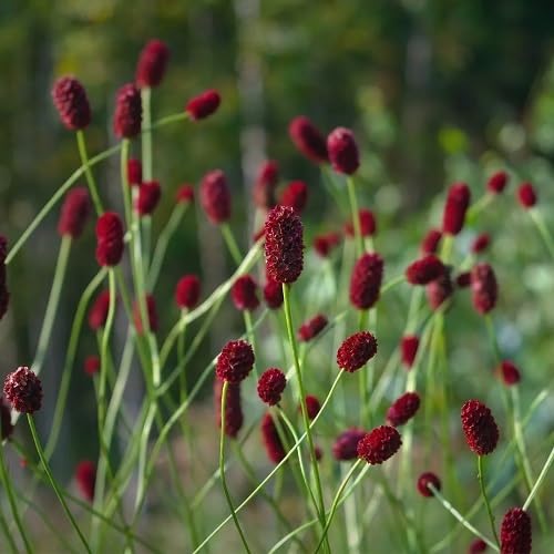 Purple Sanguisorba Flower Seeds – Heirloom Non-GMO High Germination Organic Garden Seeds