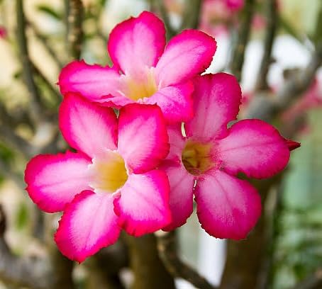 Pink Adenium Flower Seeds for Planting – Heirloom, Non-GMO, High Germination Organic Garden Seeds