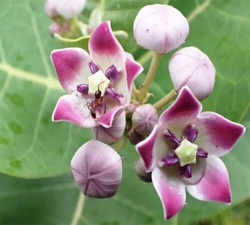 Violet Calotropis Gigantea Flower Seeds – Heirloom Non-GMO High Germination Organic Garden Seeds