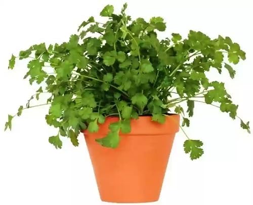 Green Parsley Plant Seeds Heirloom Non-GMO High Germination Organic Garden Seeds for Planting
