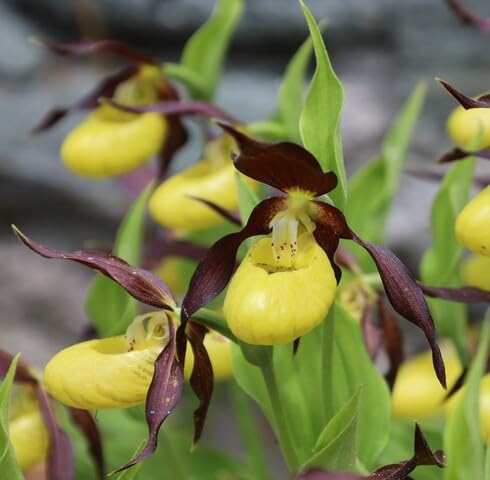 Yellow Cypripedium Flower Seeds for Planting – Heirloom Non-GMO Organic Garden Seeds