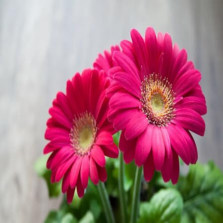 Semillas de Flores Gerbera – Semillas de Jardín Orgánicas para Sembrar, de Herencia, Sin OGM, Alta Germinación