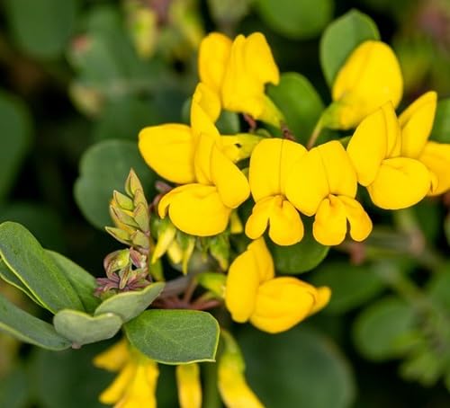 Yellow Pulmonaria Flower Seeds – Heirloom Non-GMO High Germination Organic Garden Seeds