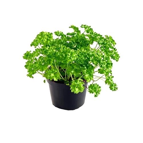 Green Parsley Plant Seeds Heirloom Non-GMO High Germination Organic Garden Seeds for Planting