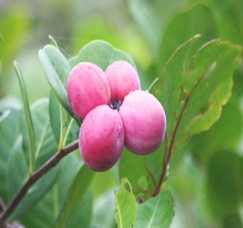 Icaco Seeds – Heirloom, Non-GMO, High Germination Organic Garden Seeds