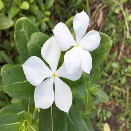white vinca flower seeds