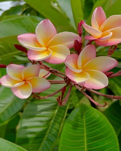 Semillas de flor de plumeria granate – Cimbra, no modificadas genéticamente, semillas de jardín orgánicas de alta germinación para plantar