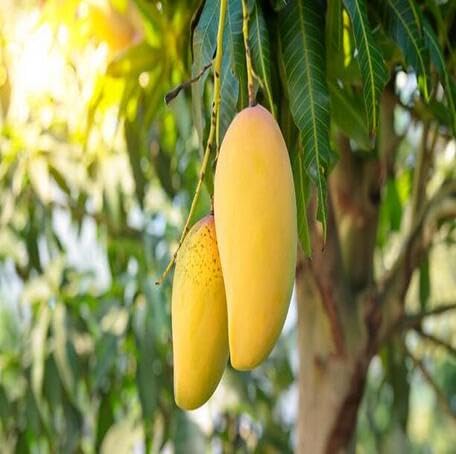 Yellow Mango Seeds – Heirloom, Non-GMO, High Germination Organic Garden Seeds