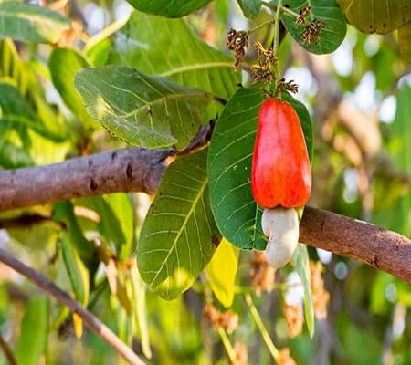 Cashew Seeds – Heirloom, Non-GMO, High Germination Organic Garden Seeds