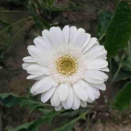 White Gerbera Daisy Flower Seeds Heirloom Non-GMO High Germination Organic Garden Seeds for Planting