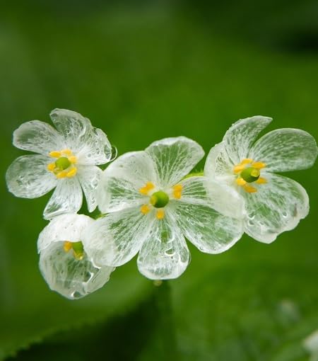 whitediphylleiaflowerheirloomnongmo flower seeds