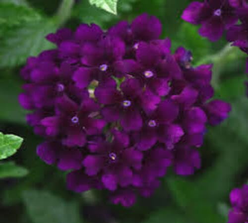Violet Verbena Flower Seeds – Heirloom Non-GMO High Germination Organic Garden Seeds for Planting