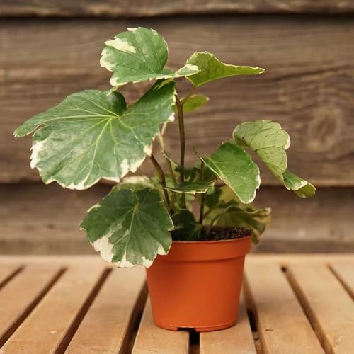 scutellariagreenheirloomnongmo flower seeds
