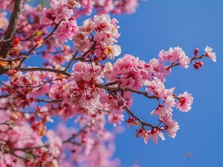 Cherry Blossom Flower Seeds Pink – Heirloom, Non-GMO, High Germination Seeds