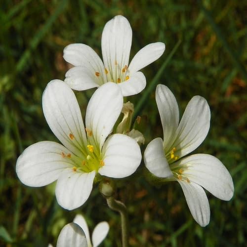 Saxifrage Flower Seeds White Heirloom Non-GMO High Germination Organic Garden Seeds for Planting