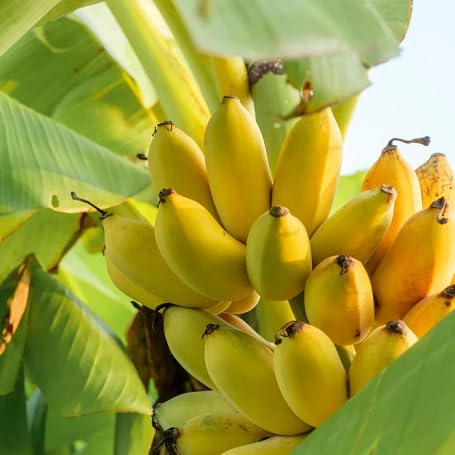 Semillas de plátano amarillas reliquia, sin OMG, de alta germinación, orgánicas, para plantar en el jardín.