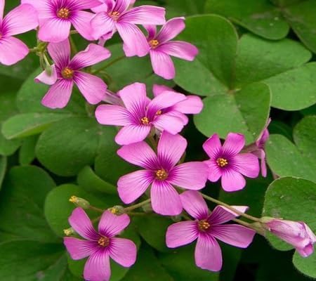 Oxalis Flower Seeds – Heirloom, Non-GMO, High Germination Organic Garden Seeds for Planting