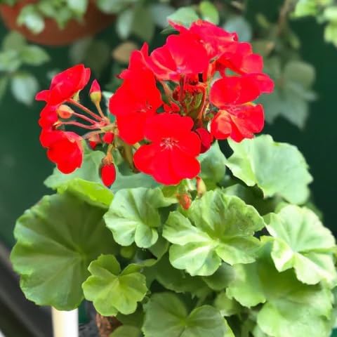 Red Bonsai Geranium Flowers Seeds – Heirloom, Non-GMO, High Germination Organic Garden Seeds for Planting