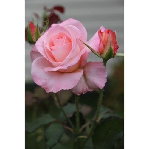 Light Pink Rose Flower Seeds for Planting – Heirloom Non-GMO High Germination Organic Garden Seeds