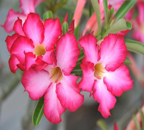 Pink Adenium Flower Seeds for Planting – Heirloom, Non-GMO, High Germination Organic Garden Seeds