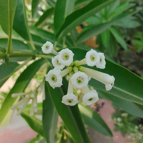 White Cestrum Diurnum Flower Seeds – Heirloom, Non-GMO, High Germination Organic Garden Seeds for Planting