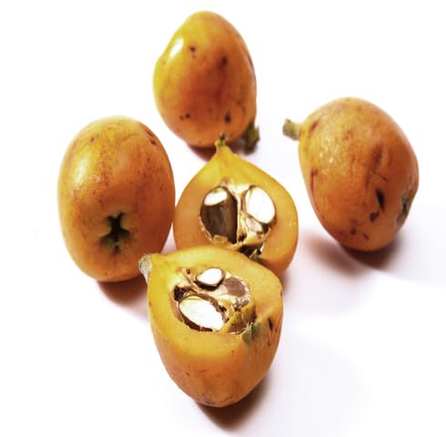 Orange Medlar Seeds for Planting – Heirloom Non-GMO High Germination Organic Garden Seeds