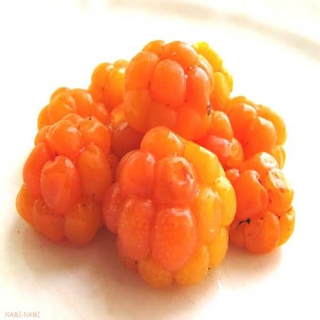 Cloudberry Seeds – Heirloom, Non-GMO, High Germination Organic Garden Seeds