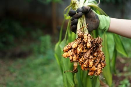 Turmeric Plant Seeds Brown Heirloom Non-GMO High Germination Organic Garden Seeds