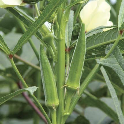 Okra Green Seeds – Heirloom, Non-GMO, High Germination Organic Garden Seeds Planting