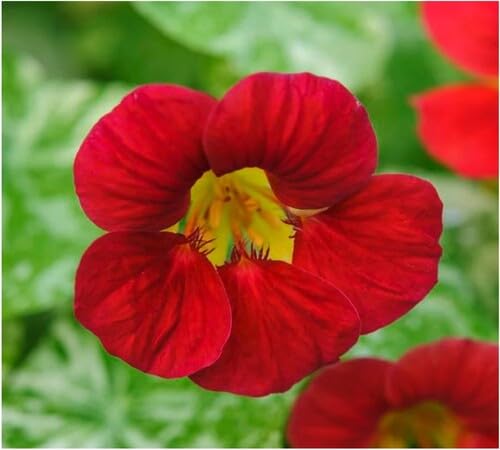 Red Tropaeolum Flower Seeds Heirloom Non-GMO High Germination Organic Garden Seeds for Planting