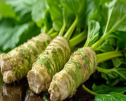 Wasabi Grüne Samen – Alte Sorte, gentechnikfrei, hohe Keimrate Bio-Gartensamen zur Pflanzung