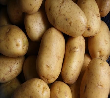 Potato Seeds – Heirloom, Non-GMO, High Germination Organic Garden Seeds Planting
