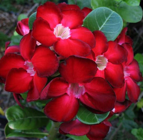 Red Adenium Obesum Flower Seeds – Heirloom, Non-GMO, High Germination Organic Garden Seeds for Planting