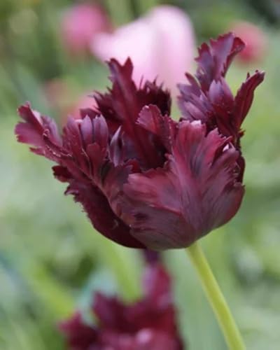 Purple Parrot Tulip Flower Seeds Heirloom Non-GMO High Germination Organic Garden Seeds for Planting