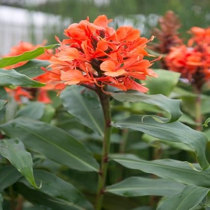 Red Hedychium Flower Seeds – Heirloom Non-GMO High Germination Organic Garden Seeds for Planting