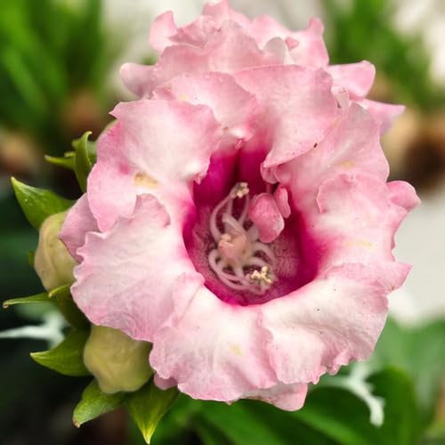 Semillas de flor de gloxinia rosa – Variedad tradicional, sin OGM, semillas de jardín orgánicas de alta germinación para sembrar