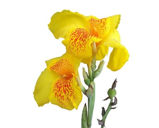 Yellow Red Cannalily Flower Seeds – Heirloom Non-GMO High Germination Organic Garden Seeds