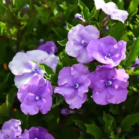 Purple Brunfelsia Pauciflora Flower Seeds for Planting Heirloom Non-GMO High Germination Organic Garden Seeds
