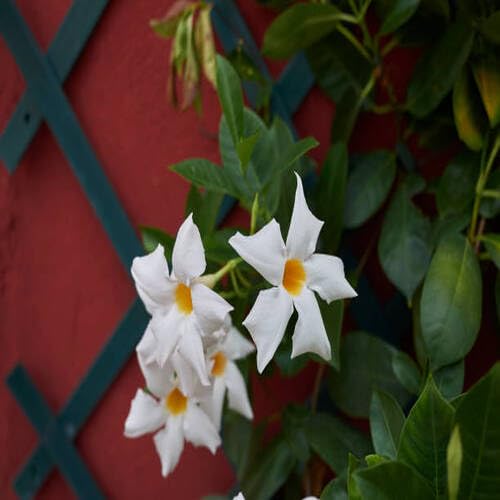 Semillas de flor Dipladenia blanca, reliquia, sin OMG, alta germinación, semillas orgánicas para jardín