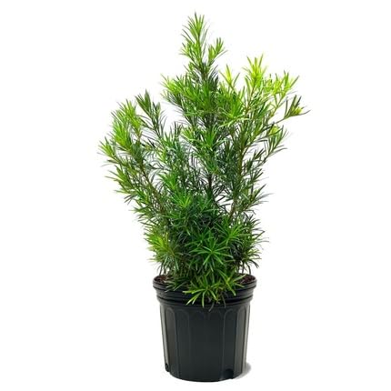 podocarpu flower seeds