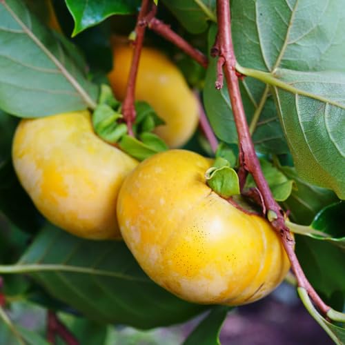 Yellow Permission Seeds – Heirloom, Non-GMO, High Germination Organic Garden Seeds