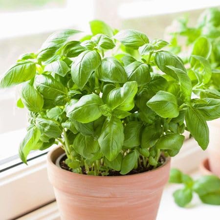 Green Basil Plant Seeds Heirloom Non-GMO High Germination Organic Garden Seeds for Planting