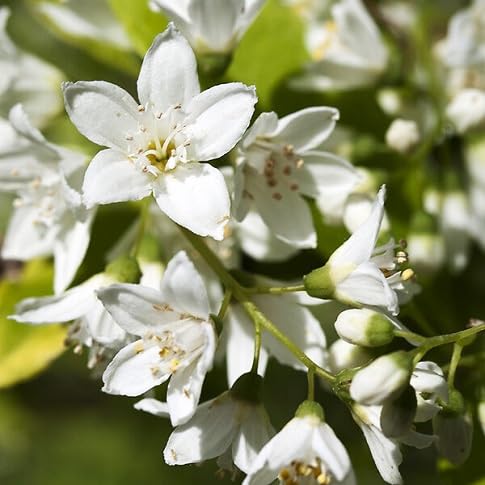 Deutzia Flower Seeds – Heirloom, Non-GMO, High Germination Organic Garden Seeds for Planting