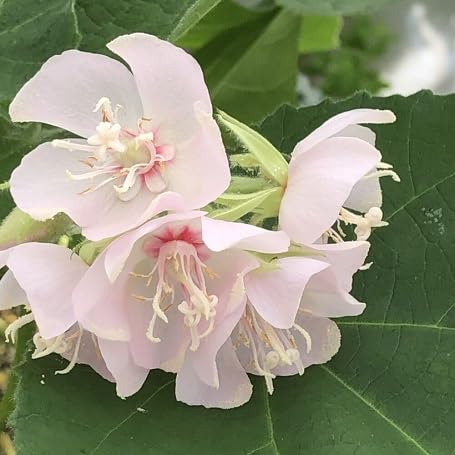 white dombeya flower seeds