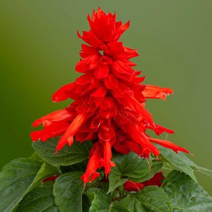 Red Salvia Flower Seeds – Heirloom Non-GMO High Germination Organic Garden Seeds