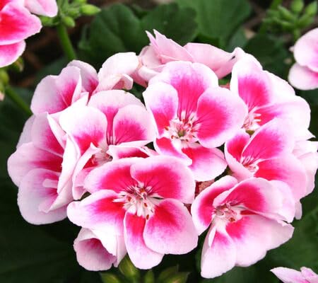 Geranium Flower Seeds – Heirloom, Non-GMO, High Germination Organic Garden Seeds for Planting