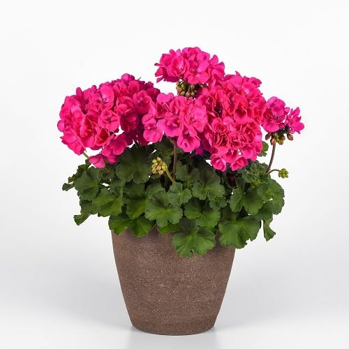 Pink Geranium Pelargonium Flowers Seeds – Heirloom, Non-GMO, High Germination Organic Garden Seeds for Planting
