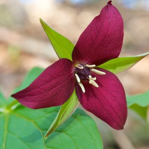 Trillium Flower Seeds Red Heirloom Non-GMO High Germination Organic Garden Seeds for Planting