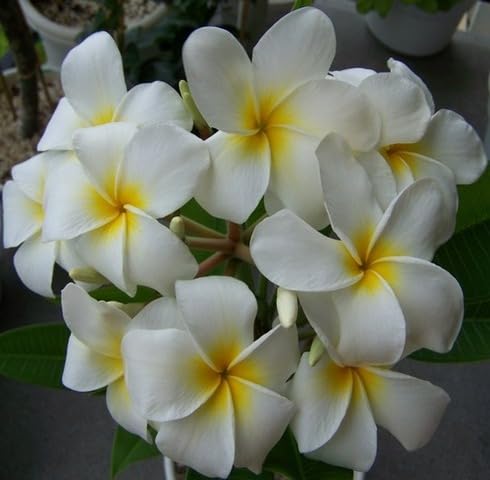 White Samoan Fluff Flowers Seeds – Heirloom, Non-GMO, High Germination Organic Garden Seeds for Planting